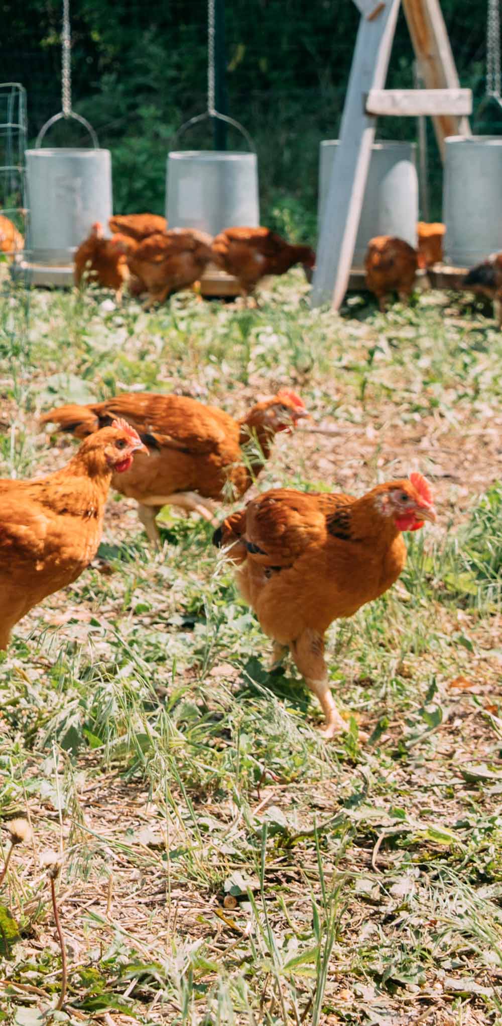 farmers-footprint-meet-a-farmer-salvatierra-farms-22