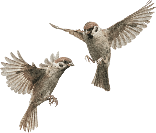 farmers-footprint-summer-blog-2022-birds