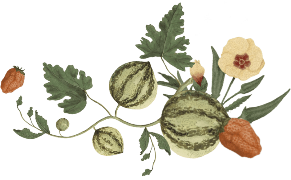 farmers-footprint-summer-blog-2022-watermelon