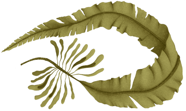 farmers-footprint-meet-a-farmer-nautical-farms-seaweed-1-min