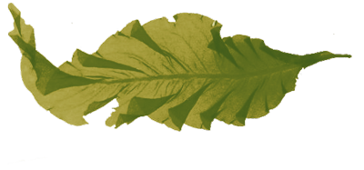 farmers-footprint-meet-a-farmer-nautical-farms-seaweed-13