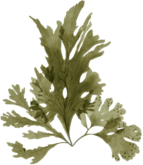 farmers-footprint-meet-a-farmer-nautical-farms-seaweed-2-min