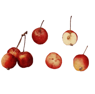 farmers-footprint-fall-blog-2022-apples-min