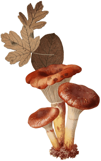 farmers-footprint-fall-blog-2022-autumn-mushrooms-min