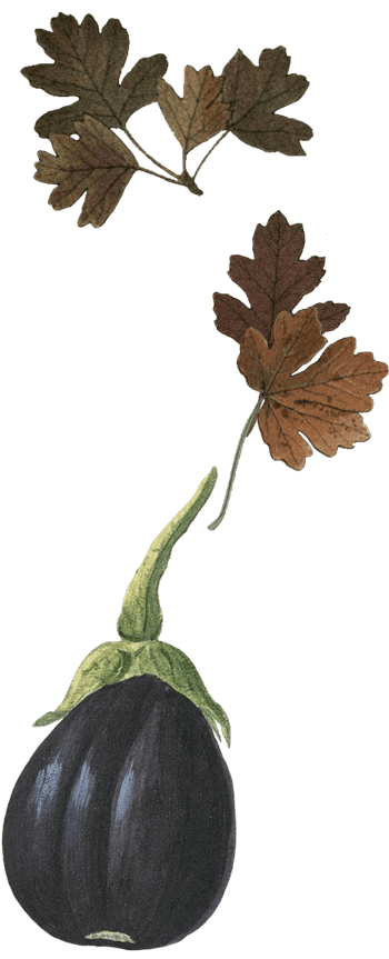 farmers-footprint-fall-blog-2022-fall-leaves-min