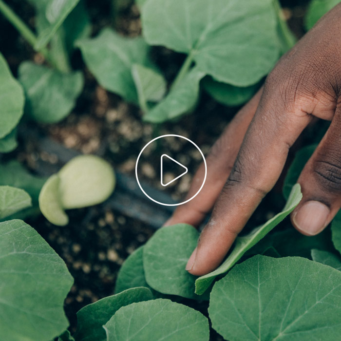 farmers-footprint-the-nest-newleaf-video