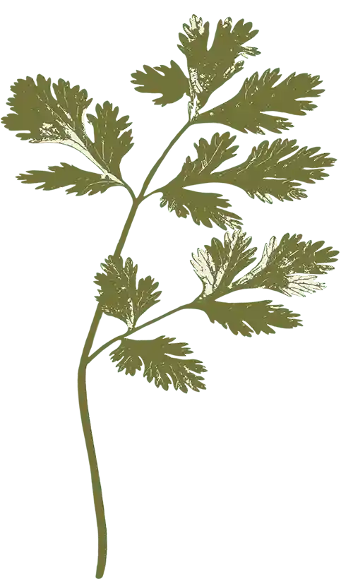 farmers-footprint-garden-club-2023-bg-cilantro