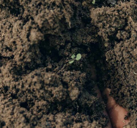 Samantha Foxx - Farmer's Footprint