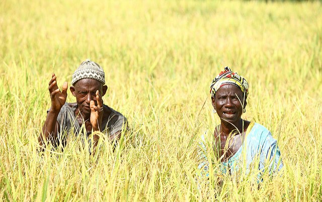ifpri.org